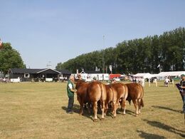Tyre 18-21 mdr.: Gunnar Paulsen, Agerskov med Birkegårdens Mester fik 23 point og ærespræmie. Tyre 14-16 mdr.: Lilholdt Limousine v/ Susanne Behrens Have, Toftlund, 23 point  Østermarkens Limousine, Bredebro, 22 point. Tyre 12-14 mdr.: Granly Limousine v/