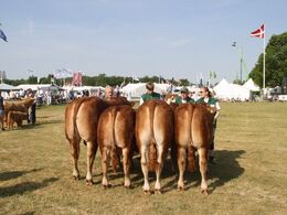 Tyre 18-21 mdr.: Gunnar Paulsen, Agerskov med Birkegårdens Mester fik 23 point og ærespræmie. Tyre 14-16 mdr.: Lilholdt Limousine v/ Susanne Behrens Have, Toftlund, 23 point  Østermarkens Limousine, Bredebro, 22 point. Tyre 12-14 mdr.: Granly Limousine v/