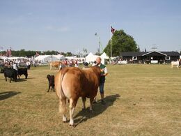 Tyre 30-36 mdr.: Skovlund Limousine v/ Søren L. Paulsen, Toftlund, 23 point og ærespræmie