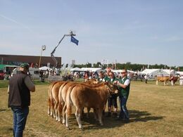 Kvier 10-12 mdr.: Skovlund Limousine v/Søren L. Paulsen, Toftlund, 22 point  Granly Limousine v/Bent Schultz, Vojens, 23 point