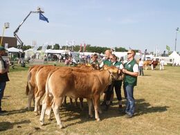 Kvier 10-12 mdr.: Skovlund Limousine v/Søren L. Paulsen, Toftlund, 22 point.  Granly Limousine v/Bent Schultz, Vojens, 23 point