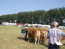 Kvier 12-14 mdr.: Skovlund Limousine v/ Søren L. Paulsen, Toftlund, 23 point. Skovlund Limousine v/ Søren L. Paulsen, Toftlund, 23 point og ærespræmie