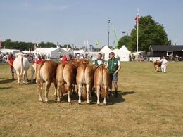Kvier 24-27 mdr.: Skovlund Limousine v/ Søren L. Paulsen, Toftlund, 23 point. Kvier 18-21 mdr.: Skovlund Limousine v/ Søren L. Paulsen, Toftlund, 23 point. Kvier 16-18 mdr.: Lilholdt Limousine v/ Susanne Behrens Have, Toftlund, 23 point og ærespræmie Mads