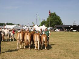 Kvier 24-27 mdr.: Skovlund Limousine v/ Søren L. Paulsen, Toftlund, 23 point. Kvier 18-21 mdr.: Skovlund Limousine v/ Søren L. Paulsen, Toftlund, 23 point. Kvier 16-18 mdr.: Lilholdt Limousine v/ Susanne Behrens Have, Toftlund, 23 point og ærespræmie Mads