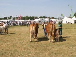 Køer over 5 år u/kalv: Gunnar Paulsen, Agerskov, 23 point og ærespræmie. Køer over 5 år m/kalv: Østermarkens Limousine, Bredebro, 23 point og ærespræmie