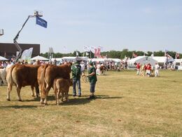 Køer over 5 år u/kalv: Gunnar Paulsen, Agerskov, 23 point og ærespræmie. Køer over 5 år m/kalv: Østermarkens Limousine, Bredebro, 23 point og ærespræmie