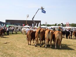 Tyr fra Lilholdt Limousine v/ Susanne Behrens Have, Toftlund Tyr fra Gunnar Paulsen, Agerskov  Ko fra Gunnar Paulsen, Agerskov Tyr fra Skovlund Limousine v/ Søren Paulsen, Toftlund