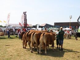 Tyr fra Lilholdt Limousine v/ Susanne Behrens Have, Toftlund Tyr fra Gunnar Paulsen, Agerskov  Ko fra Gunnar Paulsen, Agerskov Tyr fra Skovlund Limousine v/ Søren Paulsen, Toftlund