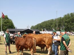 Tyr fra Lilholdt Limousine v/ Susanne Behrens Have, Toftlund Tyr fra Gunnar Paulsen, Agerskov  Ko fra Gunnar Paulsen, Agerskov Tyr fra Skovlund Limousine v/ Søren Paulsen, Toftlund
