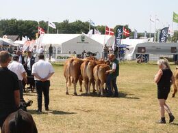 Interbreed – bedste Besætning: Skovlund Limousine v/ Søren L. Paulsen, Toftlund
