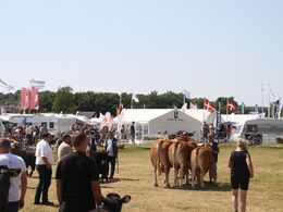 Interbreed – bedste Besætning: Skovlund Limousine v/ Søren L. Paulsen, Toftlund