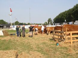 Aktivitet inden dyrskuet åbner og dyrene skal i ring. 16 Limousiner meget forskellige og flotte dyr var udstillet. Dommer var Freddie Christiansen og assistent dommer Aage Kill.