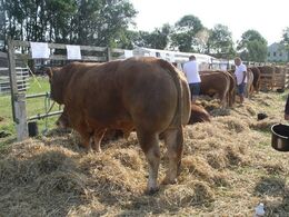 Aktivitet inden dyrskuet åbner og dyrene skal i ring. 16 Limousiner meget forskellige og flotte dyr var udstillet. Dommer var Freddie Christiansen og assistent dommer Aage Kill.