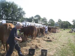 Aktivitet inden dyrskuet åbner og dyrene skal i ring. 16 Limousiner meget forskellige og flotte dyr var udstillet. Dommer var Freddie Christiansen og assistent dommer Aage Kill.