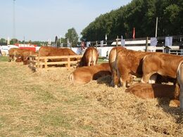 Limousinerne nyder stilhed og morgenmad inden dagens dyrskue åbner