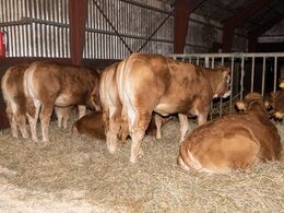 Hos Risvang Limousine d. 29/1