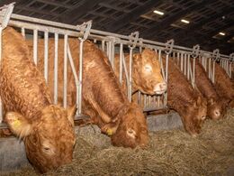 Hos Elmely Limousine d. 29/1