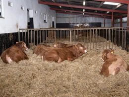 Hos Risvang Limousine d. 29/1