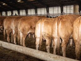 Hos Elmely Limousine d. 29/1