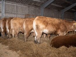 Hos Risvang Limousine d. 29/1