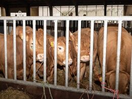 Hos Elmely Limousine d. 29/1