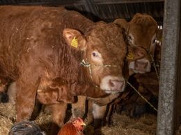 Hos Risvang Limousine d. 29/1