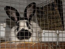 Hos Risvang Limousine d. 29/1