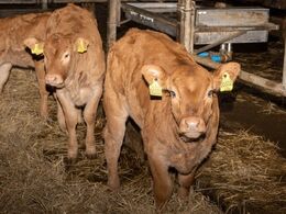 Hos Elmely Limousine d. 29/1