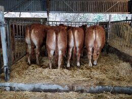 Hos Baunebo Limousine d. 29/1