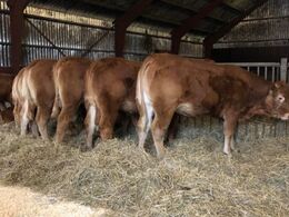 Hos Risvang Limousine 29/1