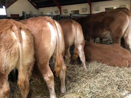 Hos Risvang Limousine 29/1