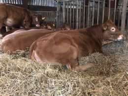 Hos Risvang Limousine 29/1