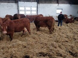 Der syntes at være en meget rolig stemning blandt dyr og mennesker i besætningen