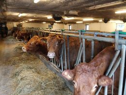 De gamle stalde er blevet ombygget og dyrene går i flere afdelinger
