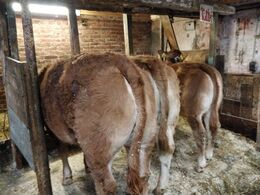 Familien udstiller på dyrskue, og her er mulige emner taget fra til særlig træning og omsorg