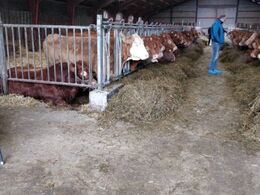 Den lange staldgang med bokse der bl.a. rummer flere avlstyre med dobbeltmuskulatur.