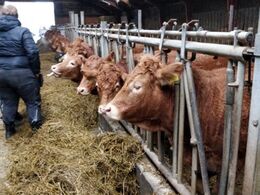 I besætningen er ca 50 moderdyr m afkom.