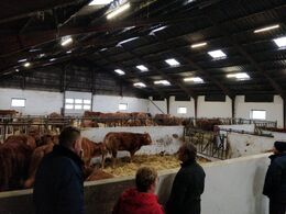 Stor og luftig stald som det ses her