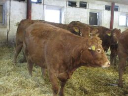 Rigtig god primært polled besætning med gode avlsdyr