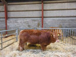 Besætningen består primært af hornede dyr, men der var også få pollede