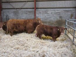 Super flotte dyr, og gode avlsdyr