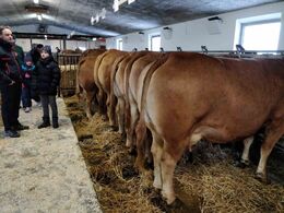 Alle dyr var bundet op til lejligheden