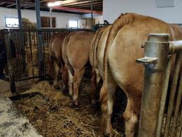 Besætningen tæller 10 køer plus opdræt