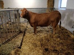 Kvien her var sat til at kælve dagen efter åbent hus