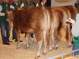 Kvier mellem 12 og 14 måneder, fløj fra Freddie Christiansen