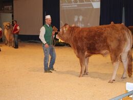 Kvie fra Jesper Kragelund