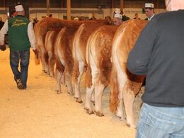 Ærespræmiedyr stilles an