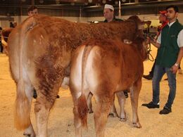 Køer over 5 år m. kalv fra Simon Kusk