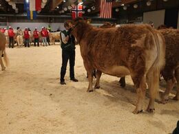 Køer over 5 år uden kalv