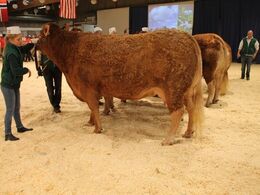 Fløjko fra Jesper Kragelund